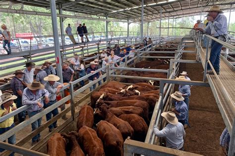 Lismore Saleyards: Jalan Baru untuk Produsen Sapi di Northern Rivers