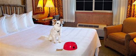 Pet-Friendly Destinations: Las Vegas, Myrtle Beach, and Beyond