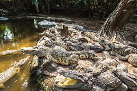 Kedahuan Baru dalam Penyembuhan dan Sains