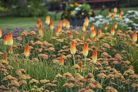 Taman yang Indah dengan Kniphofia