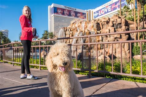 Menjaga Keteraturan dan Keselamatan dengan Hewan Peliharaan Anda di Hotel Caesars Palace, Vegas