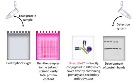 Memanfaatkan Guide Troubleshooting untuk Western Blot