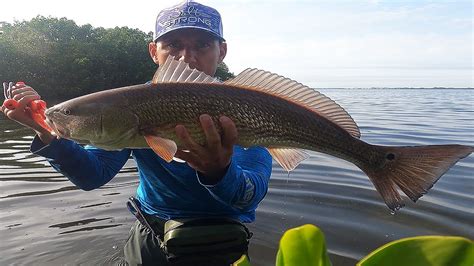 Perburuan Ikan Redfish di Florida: Panduan dan Regulasi