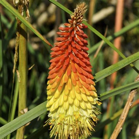 Poker Merah Panas: Kniphofia hirsuta ‘Fire Dance