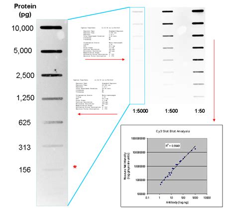 Laporan Praktikum Slot Blot