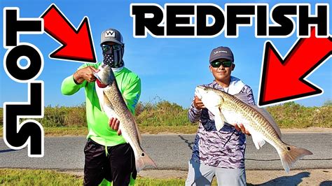 Penyelenggaraan Ikan Redfish di Florida: Regulasi dan Statistik