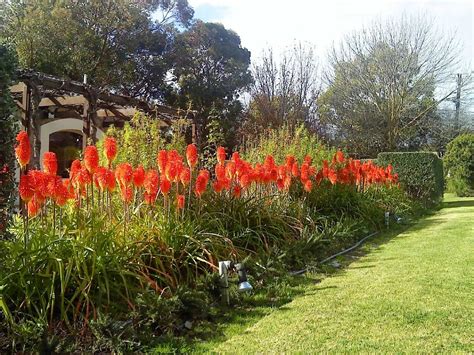 Menjadi Pemburu Bunga dengan Red Hot Poker