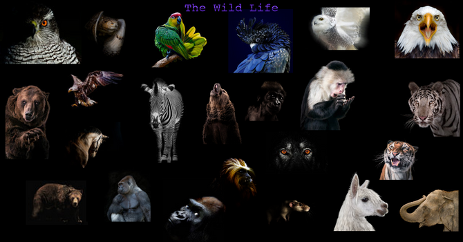 The Wild Life: A Thrilling Online Slot Experience