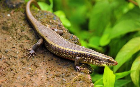 Kadal Pohon Hijau (Dasia Olivacea): Spesies Kadal yang Hidup di Pohon