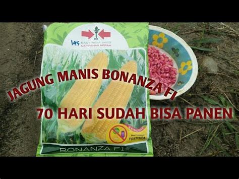 Cara Menanam Jagung Manis Bonanza F1 Agar Cepat Panen