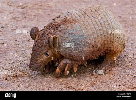 Armadillos: Mulitas dan Tatúes – Semua tentang Uruguay