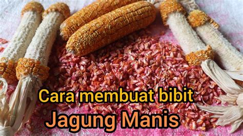 Penyakit dan Pemanenan Jagung