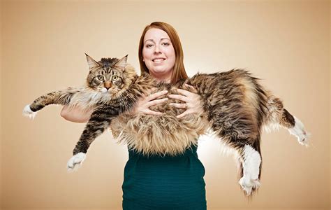 Maine Coon Cats: Meet Ludo, the Longest Cat in the World