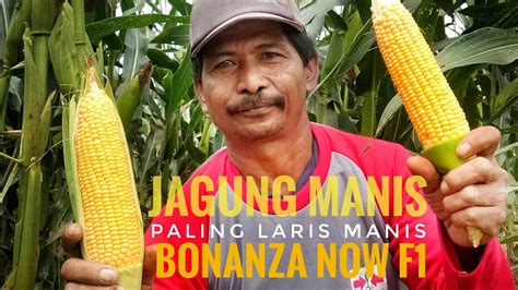 Menanam Jagung Manis Bonanza F1 dengan Benar