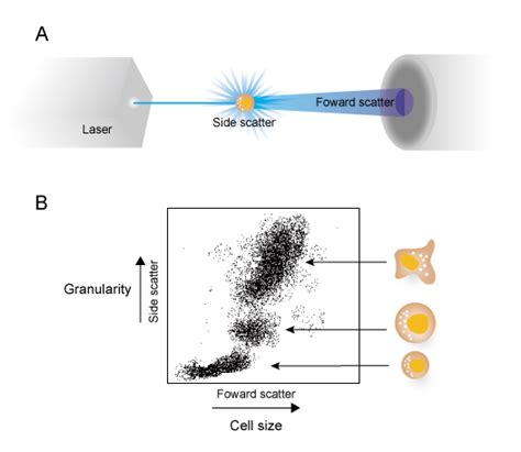 Penggunaan Fisika dalam Flow Cytometry: Forward Scatter dan Side Angle Scatter