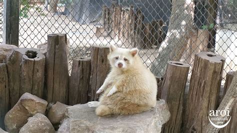 Bonanza Exotic Zoo: Menjelajahi Alam Liar di Khaoyai