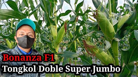 Penyakit Fusarium spp. dan Pengelolaan Benih Jagung Manis BONANZA F1