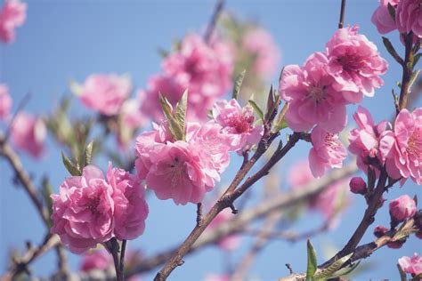 Mengenal Tiga Jenis Bunga Sakura: Cherry, Plum, dan Peach