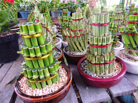 Menampilkan 18rb+ Produk untuk “Tanaman Bambu Hoki” (1 – 60 dari 18rb