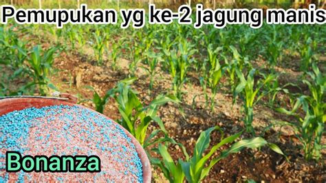 Pengelolaan Hama dan Penyakit pada Tanaman Jagung