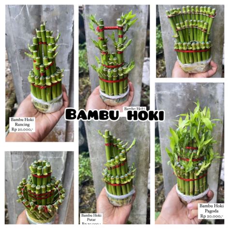 Mengembangkan Bisnis dengan Menjual Tanaman Bambu Hoki Sri Rejeki