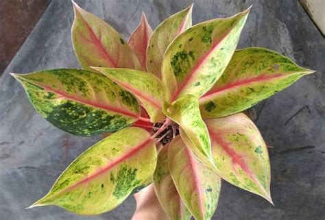 Tanaman Aglaonema: Spesies dan Kebunannya