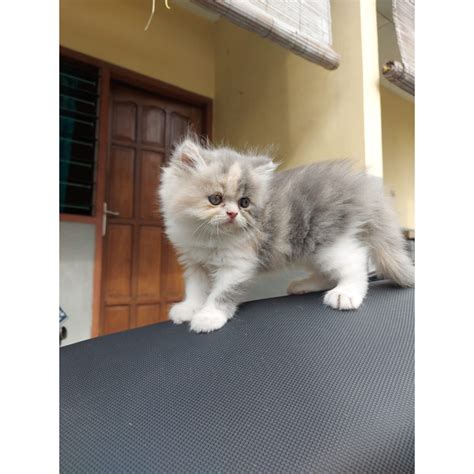 The Longest Domestic Cat in the World: Stewart Gilligan, a Maine Coon Kitten