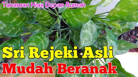 Aglaonema Sri Rejeki: Varietas Tanaman Hias Cantik