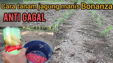 Penyakit dan Hama Pada Tanaman Jagung