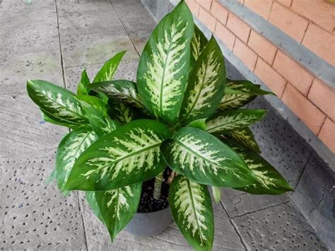 Aglaonema: Tanaman Hias yang Populer dan Berkualitas