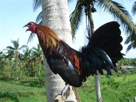 Makan Malam di Bali: Ayam Betutu yang Legit