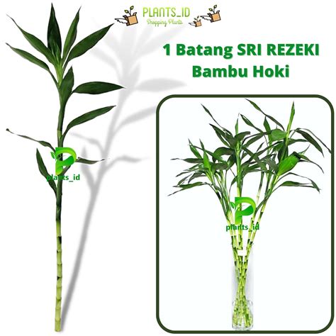 Jual Bambu Sri Rejeki Terbaik – Harga Murah Juli 2024 & Lainnya