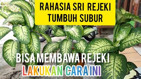 Menjaga Tanaman Aglonema agar Tumbuh Subur dan Berdaun Banyak