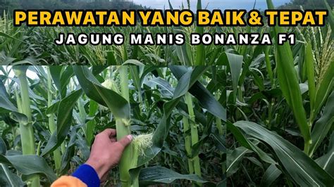 Pengendalian Penyakit Pada Tanaman Jagung