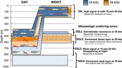 Perbandingan Pola Migrasi Deep Scattering Layer di Selat Makassar dan Selat Lombok