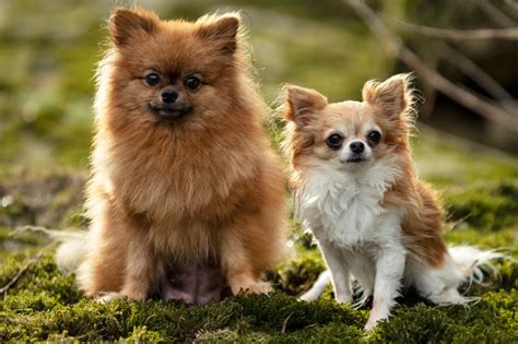 Raça de Cachorro Peludo: Kenali Top 15