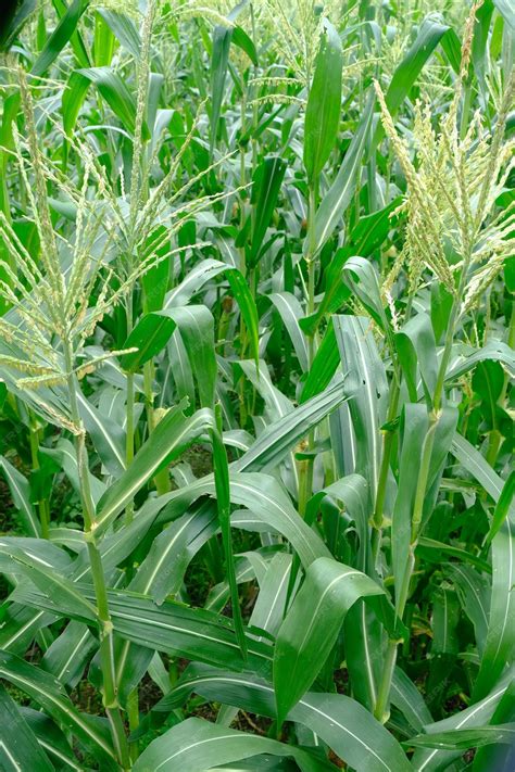 Produksi Jagung Manis (Zea mays saccharata Sturt) Varitas Bonanza: Pengaruh Jarak Tanam dan Pemakaian Fertilizer NPK