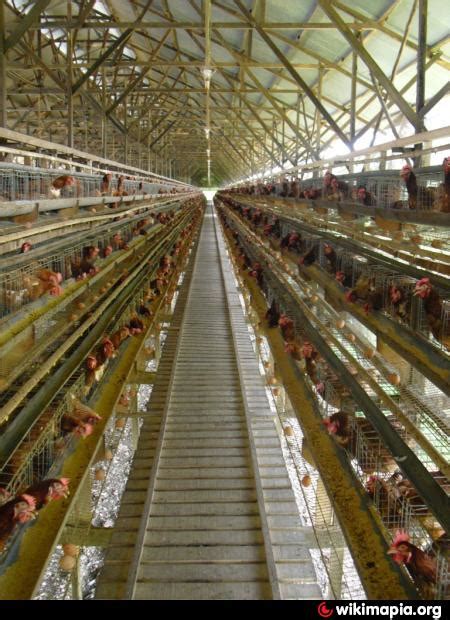 Sumber Rejeki Farm: Menjadi Pemasok Ayam Kepik Produktif Terbaik