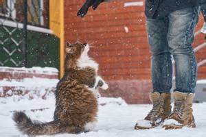 Memelihara Kucing Menambah Rezeki: Mitos atau Nyata