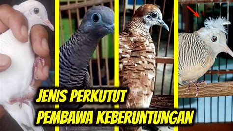 7 Ciri-Ciri Perkutut Pembawa Rezeki dan Keberuntungan