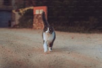 Maneki Neko: Simbol Keberuntungan dari Jepang