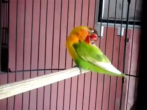 Mitos Love Bird dan Cara Memelihara Burung yang Simbolik