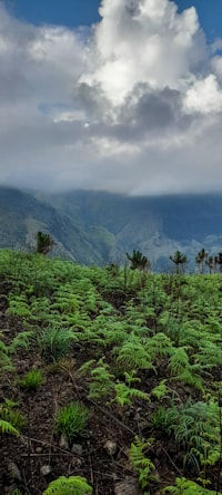 Bakera Minahasa Ethnowellnes: Pijat yang Menguakkan dengan Unsur Panas