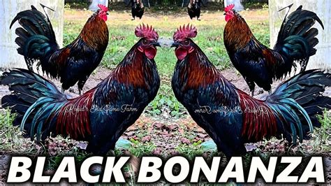 Ayam Cemani: The All-Black Chicken Breed from Indonesia