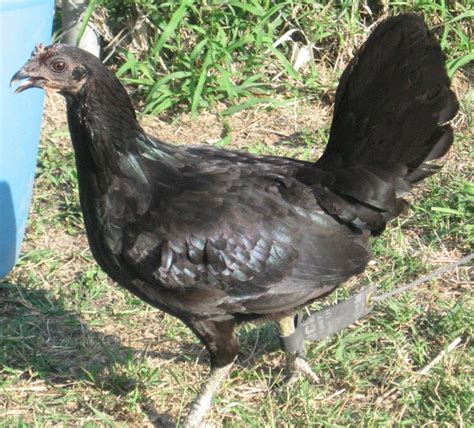 Kisah Peternak Ayam Filipina di Gianyar, Bali