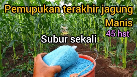 Pengendalian Hama dan Penyakit pada Tanaman Jagung