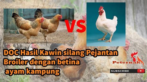 Budidaya Ayam Kampung: Pemilihan Indukan yang Unggul