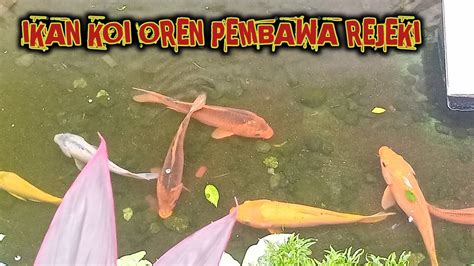 Menggembirkan: 7 Jenis Ikan Hias Pembawa Keberuntungan