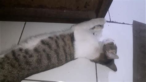 Membawa Rezeki: Ciri-Ciri Kucing Pembawa Hoki