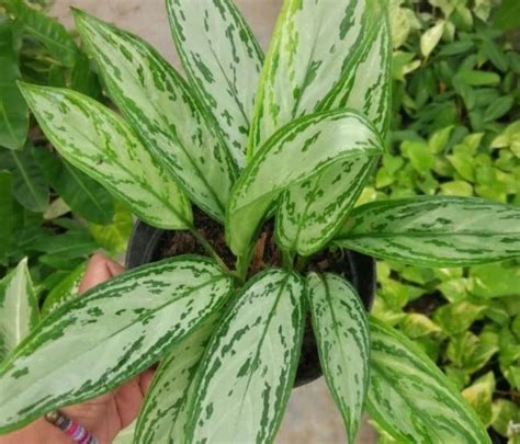 Tanaman Aglaonema: Spesies dan Variasi